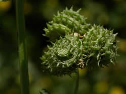 Medicago polymorpha